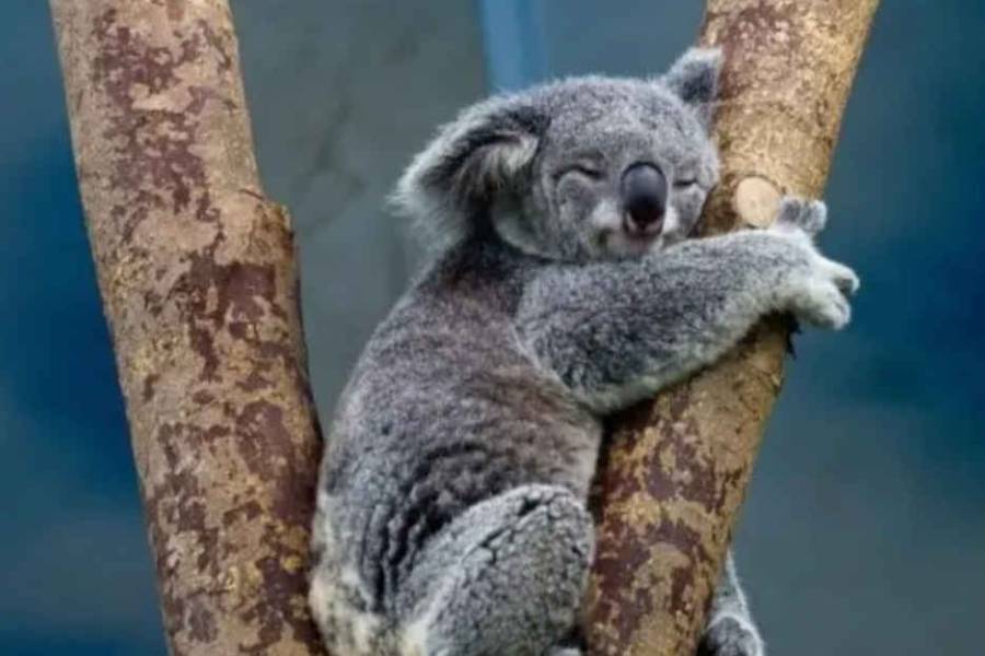 Australia autorizó una 
