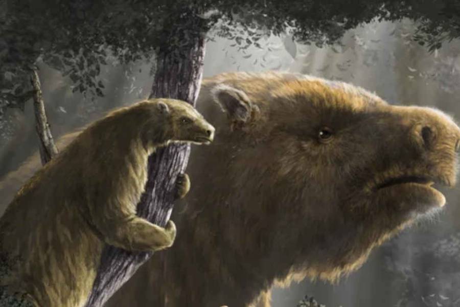 Un estudio sobre los perezosos gigantes realizado por científicos argentinos llegó a la revista Science