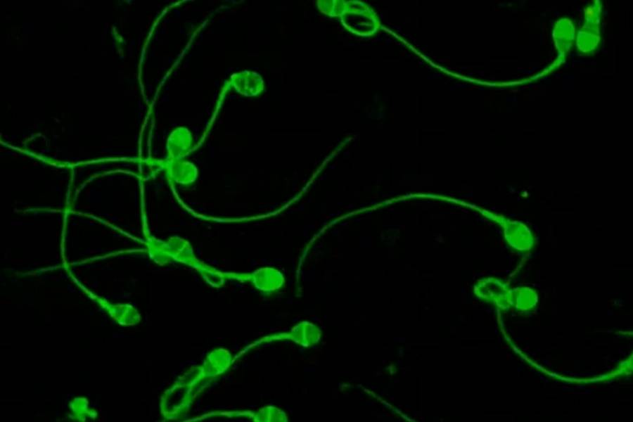 Una tecnología creada por argentinos aumentó las tasas de éxito en tratamientos de reproducción asistida