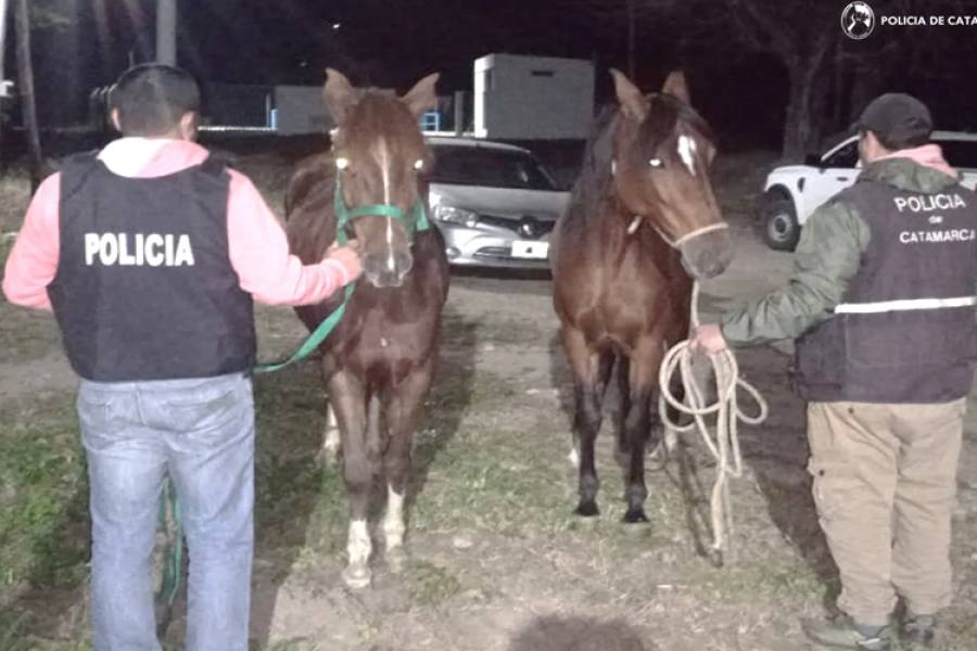 Arrestan a dos policías por robo de animales tras investigación de la División Abigeato
