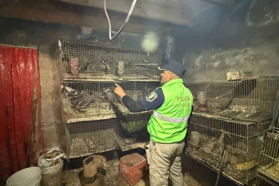 La Plata: rescataron a más de 200 animales que estaban atrapados en una casa