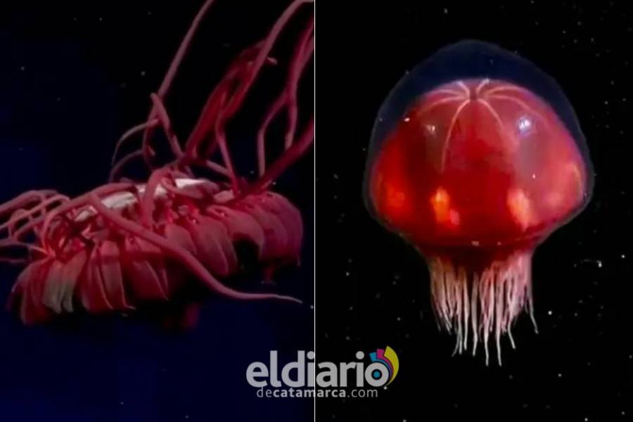 De dónde salió la esplendorosa medusa roja descubierta por el CONICET sin registros en la ciencia mundial