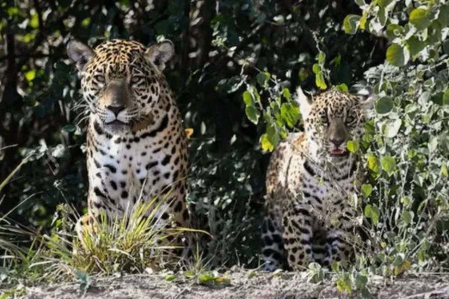 Chaco: registraron una cría de yaguareté en El Impenetrable por primera vez en 35 años