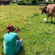 Veronika, la vaca que sorprendió a los científicos al usar herramientas como un chimpancé