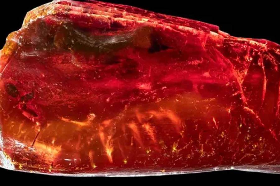 Descubrimiento en ámbar: encontraron un animal de 40 millones de años intacto