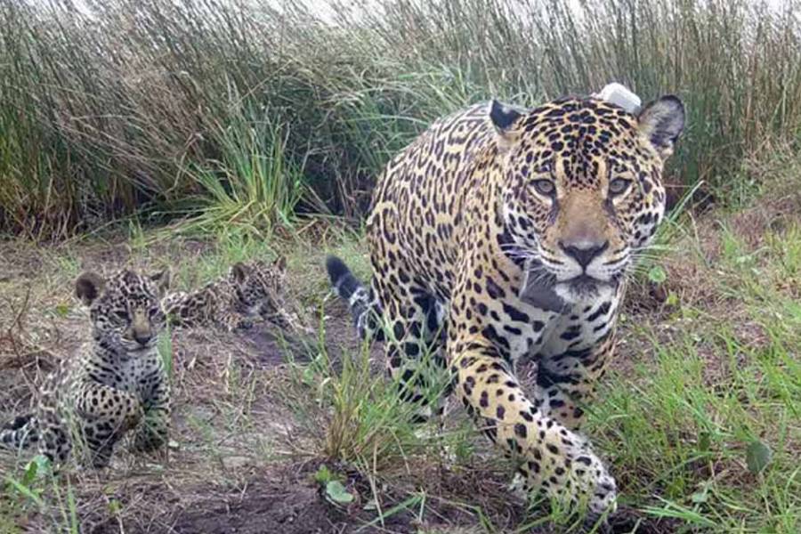 Investigan el caso del yaguareté Pará: incertidumbre por el paradero de sus cachorros