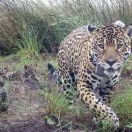 Investigan el caso del yaguareté Pará: incertidumbre por el paradero de sus cachorros