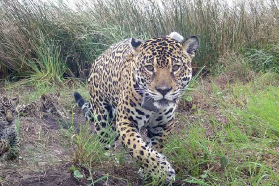 La millonaria suma que deberá pagar un grupo de cazadores por matar un yaguareté