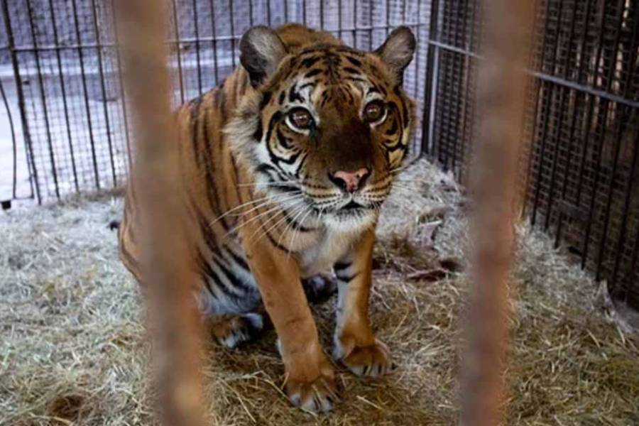 Trasladan a los animales que se encontraban en el ex zoo de Luján
