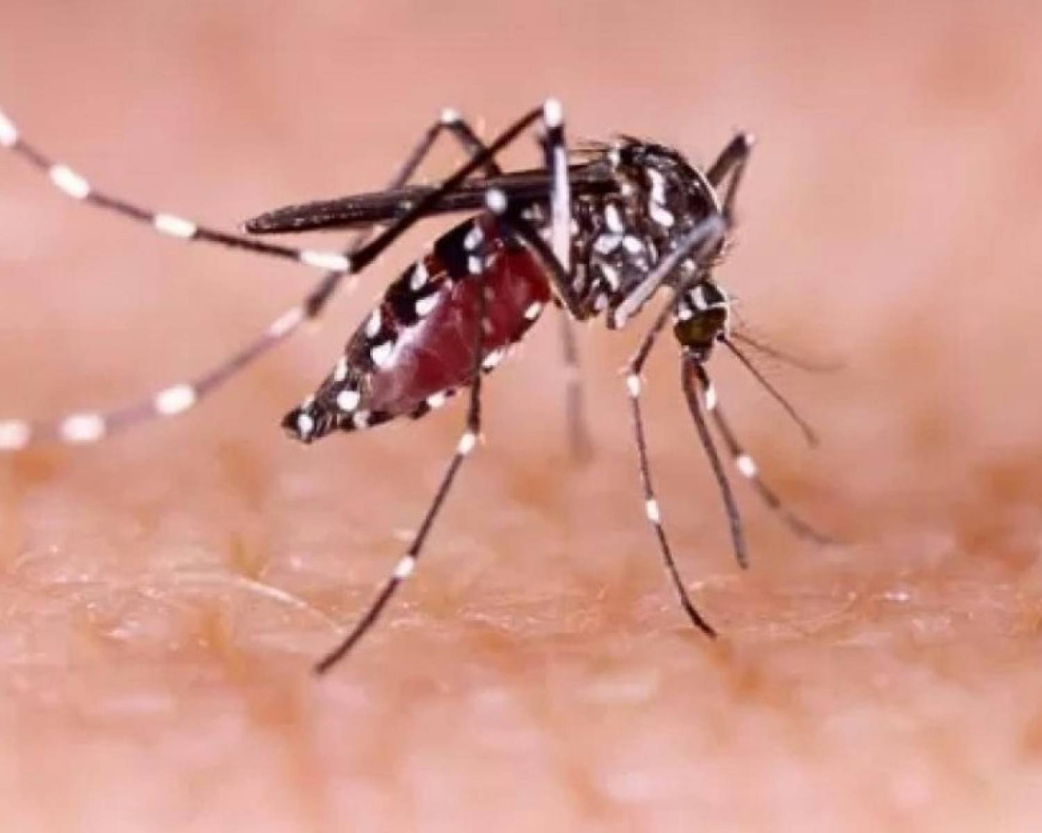 Confirman el primer caso de chikungunya en Catamarca