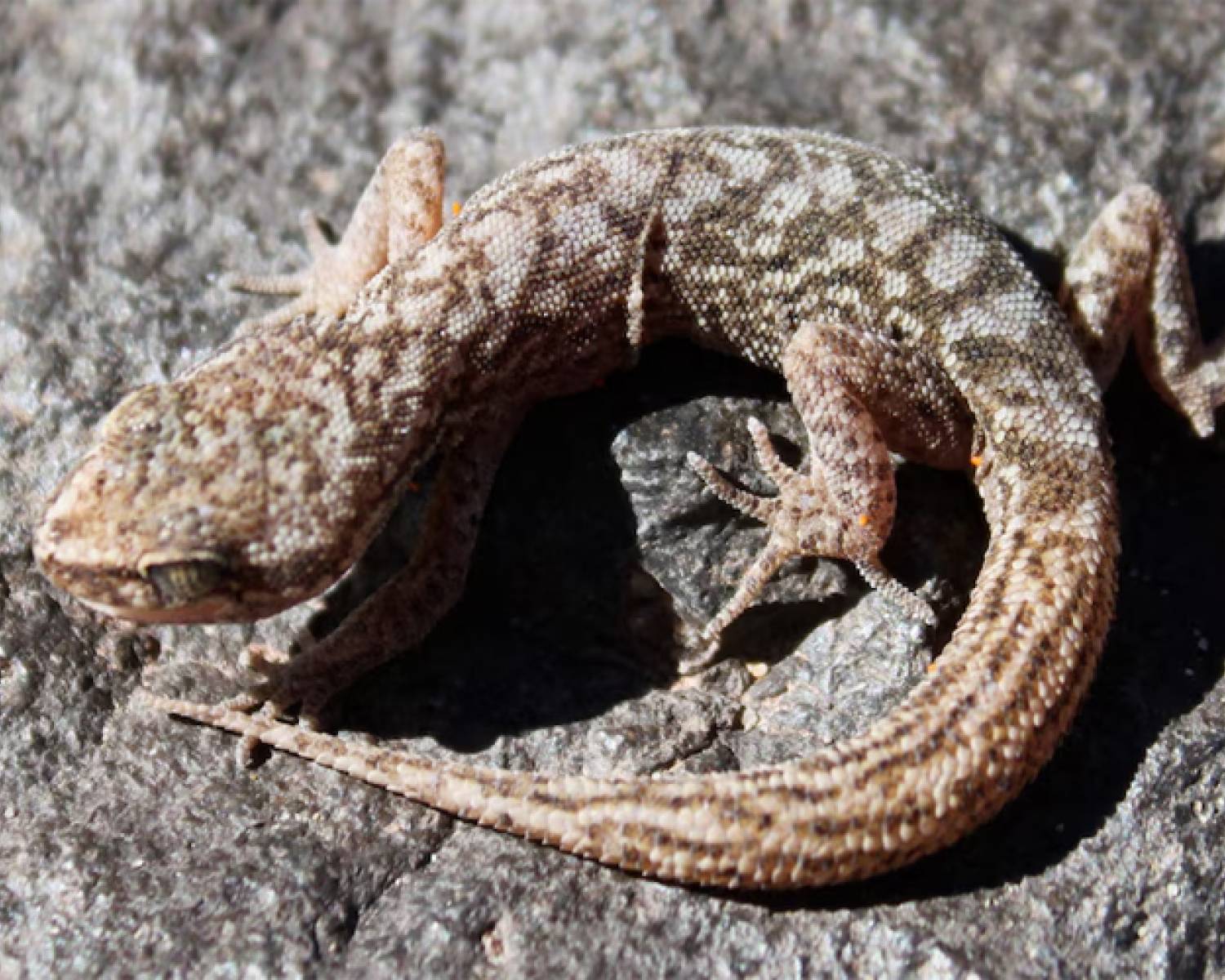 CONICET: Encuentran un reptil en extinción en Catamarca y La Rioja