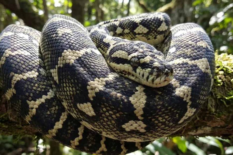Rescatan a seis crías de serpiente 