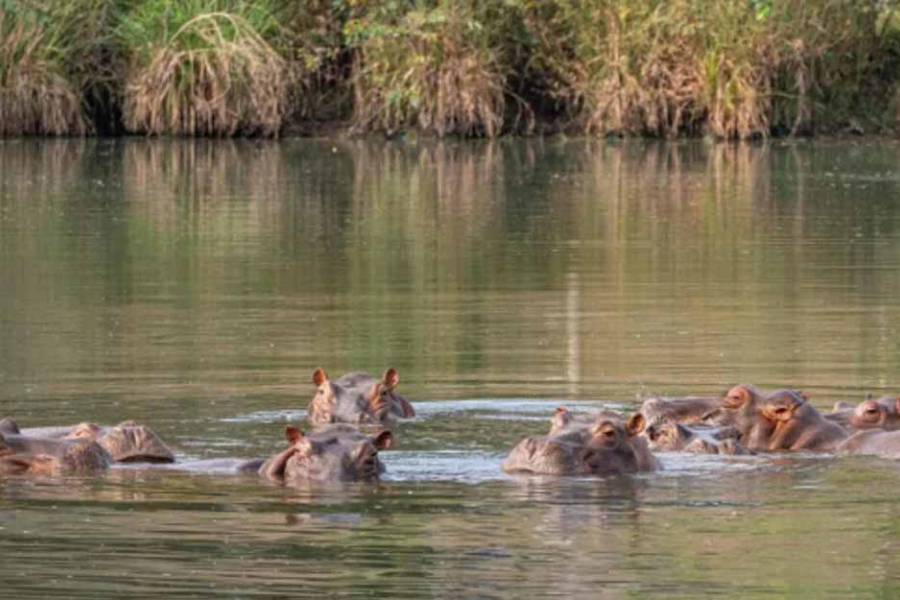 Magnate indio ofrece salvar a 80 hipopótamos colombianos que el gobierno quiere sacrificar