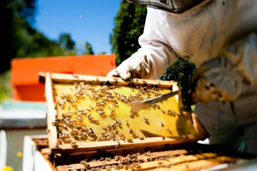 Récord histórico en exportaciones de miel: Argentina vendió 30.000 toneladas por US$ 74 millones