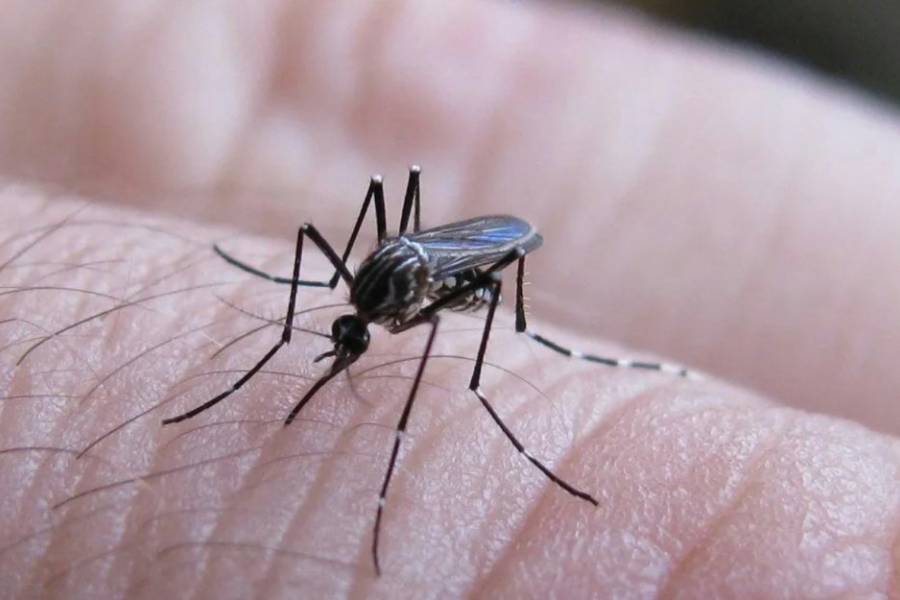 Se notificaron 258 casos nuevos de fiebre chikungunya
