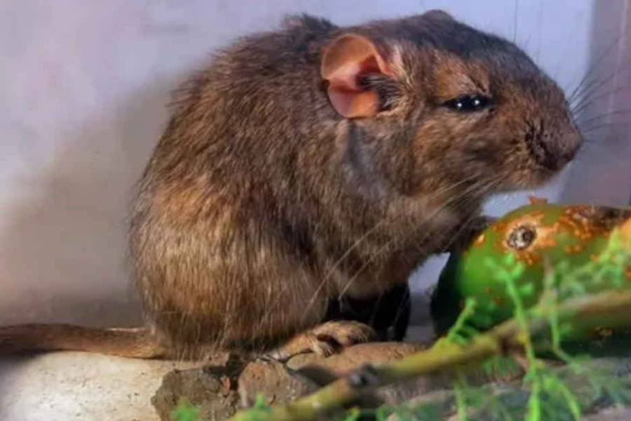Descubrieron una nueva especie de roedor en Córdoba y lo nombraron en homenaje al Conicet y Parques Nacionales