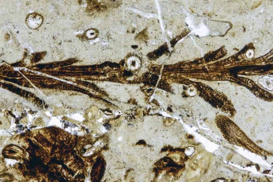 Hallan en Santa Cruz una planta fósil de 150 millones de años con una preservación excepcional
