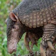 Chaco: colocan un dispositivo satelital a un tatú carreta, el armadillo más grande del mundo