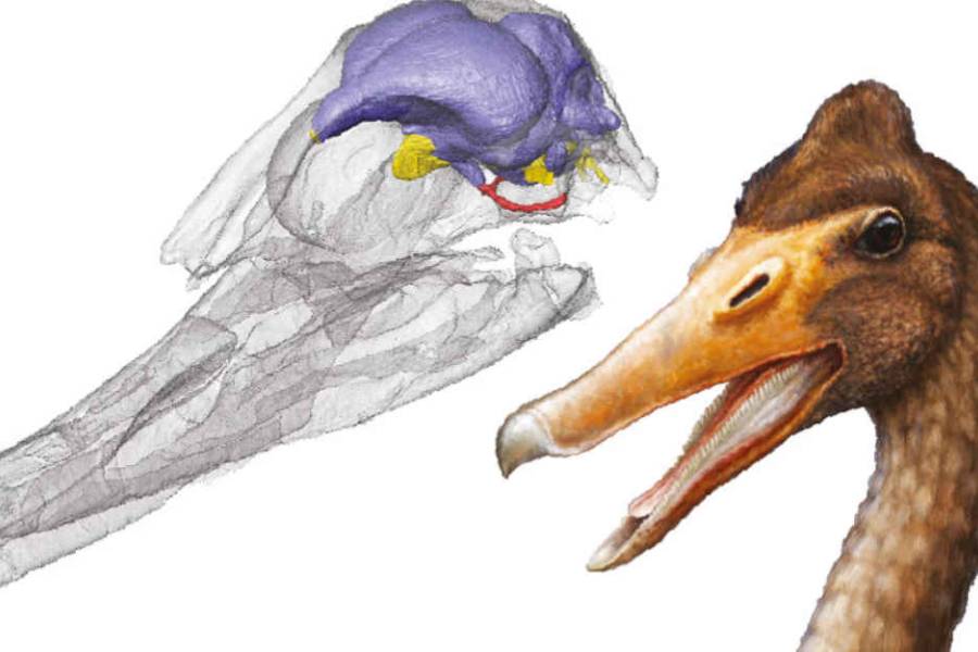 Científicos argentinos reconstruyeron el cerebro de una de las primeras aves acuáticas