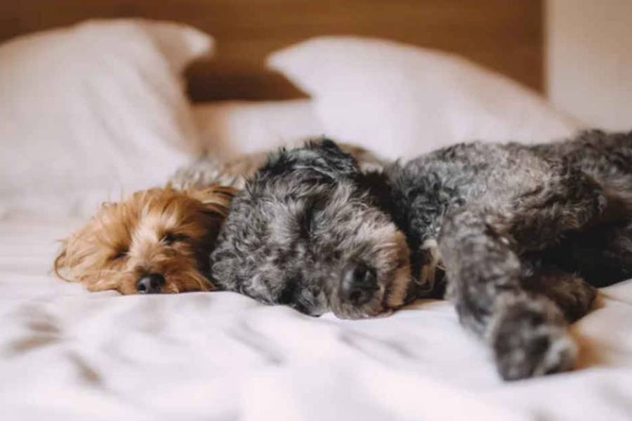 Córdoba: analizan habilitar los entierros de personas junto a sus mascotas