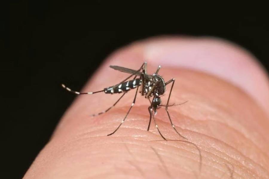 Alarma por posible brote de dengue tras el Súper Niño: qué advierten los especialistas
