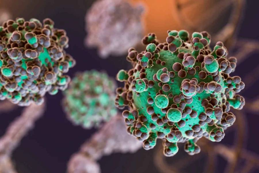 Hantavirus: se notificaron 112 casos confirmados